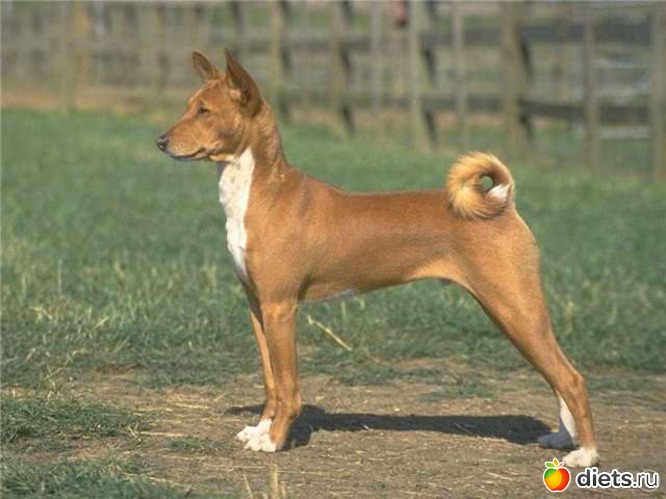Basenji Puppies Dog Breeds Photos And Pictures - JoBSPapa.com