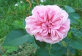 English rose &quot;Hyde Hall&quot;