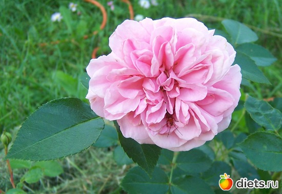 English rose &quot;Hyde Hall&quot;, :   