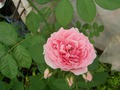 English rose &quot;Heritage&quot;