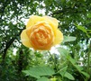 English rose &quot;Graham Thomas&quot;