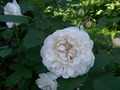 English rose &quot;Winchester Cathedral&quot;