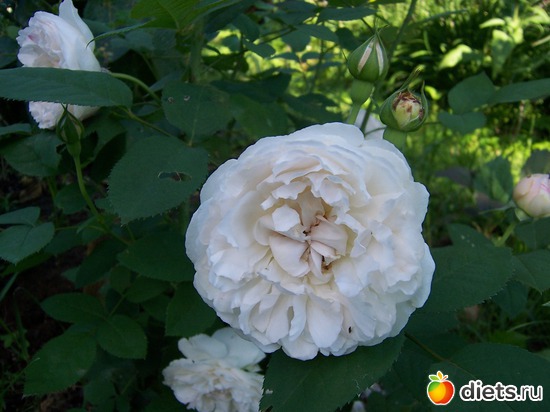 English rose &quot;Winchester Cathedral&quot;, :   