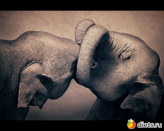 154 : &quot;Ashes and Snow&quot; / &quot;  &quot; by Gregory Colbert