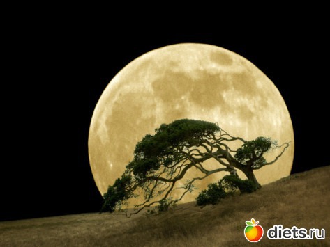 Full Moon and a Tree