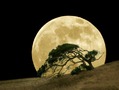 Full Moon and a Tree