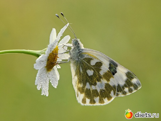   (Pontia edusa), :   