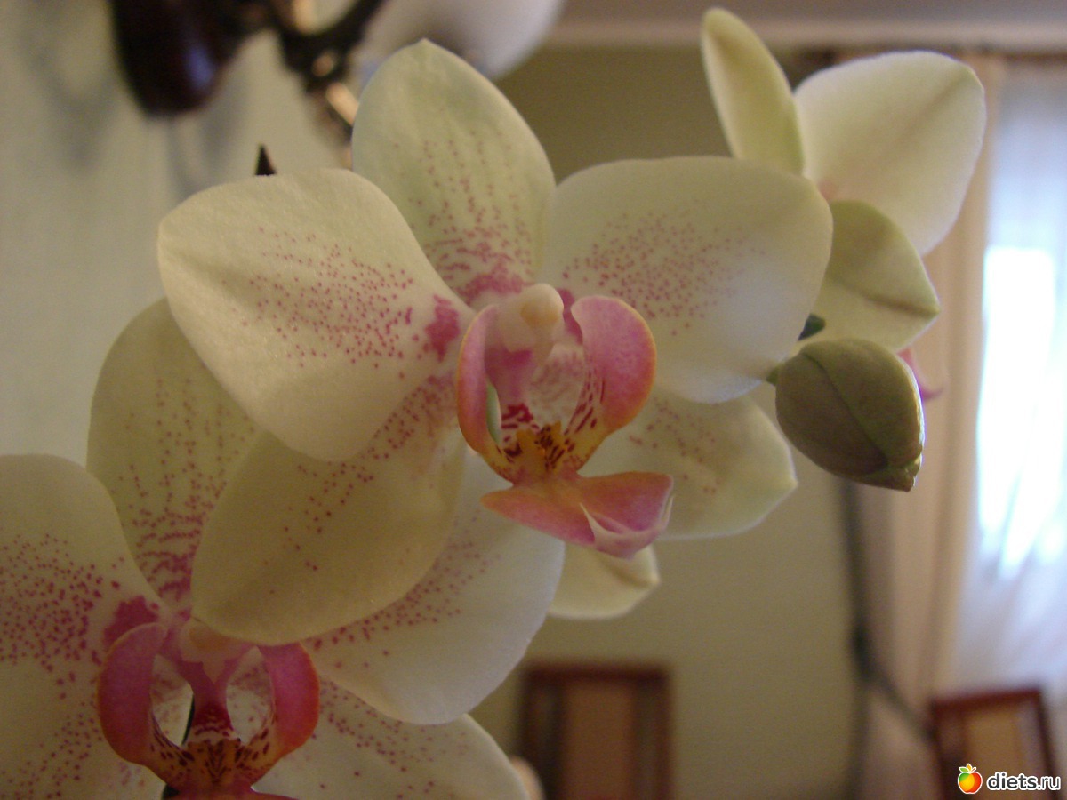 наоми орхидея фото