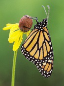    (Danaus_plexippus)