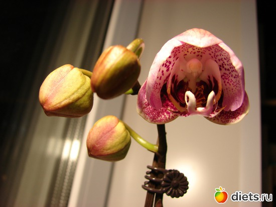 Phalenopsis Luxembourg 2010.  , : 