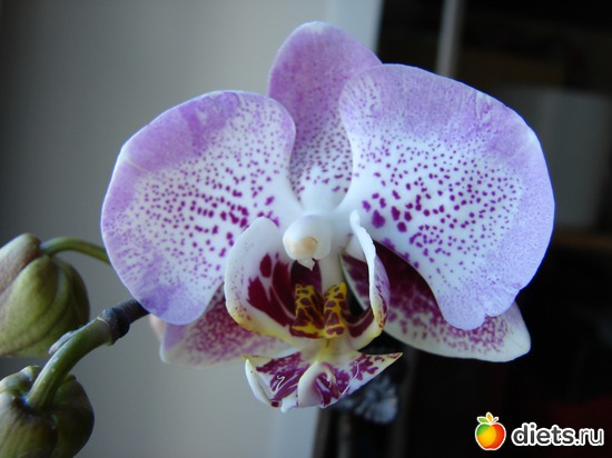 Phalenopsis Luxembourg 2010.     , : 