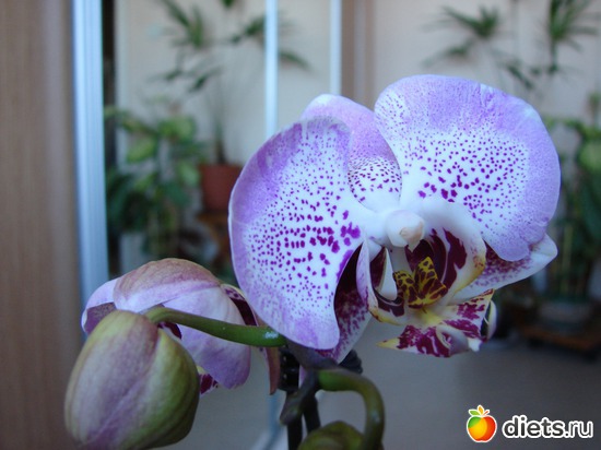 Phalenopsis Luxembourg 2010.  , : 