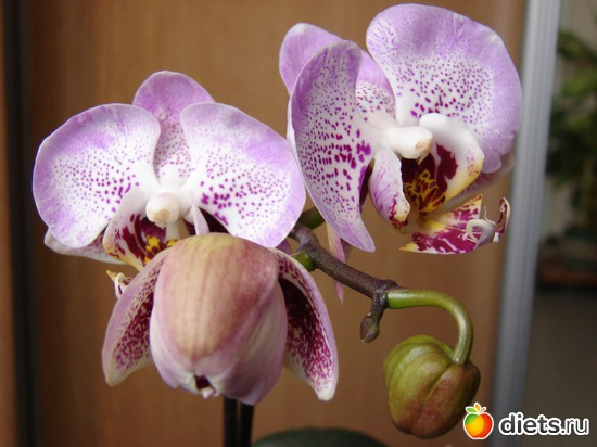 Phalenopsis Luxembourg 2010.     , : 