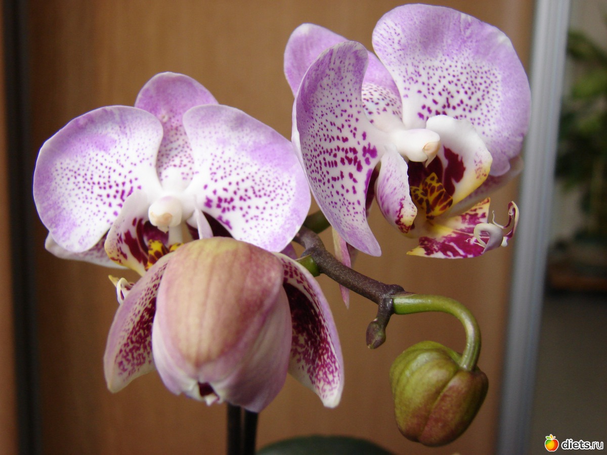 шейка орхидеи фото