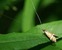   (Nemophora_degeerella).   .  :     !