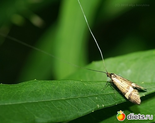   (Nemophora_degeerella).   .  :     !