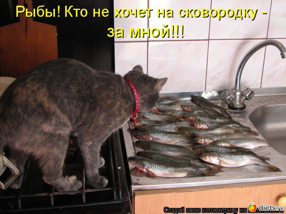 Скажи хозяин. Коты воруют рыбу. Коты рыбы. Надписи. Кот жарит рыбу. Смешные рыбы с надписями.