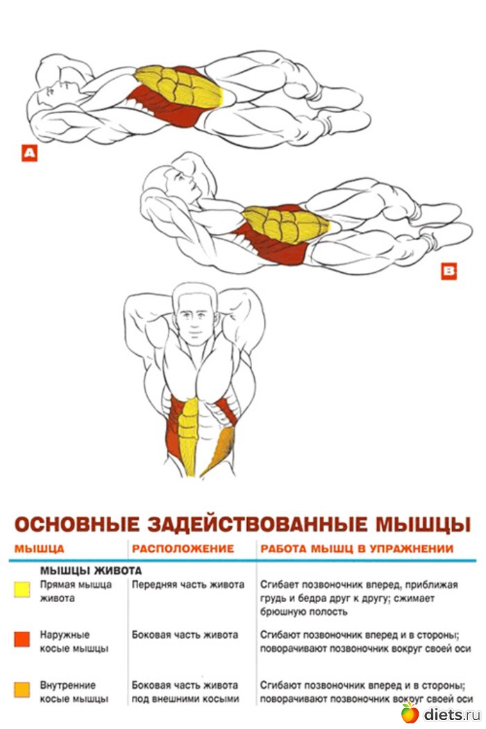 Косые мышцы живота фото