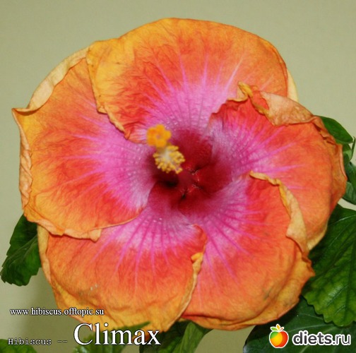 067 - Climax, : My Gibiskus Gallery - 2O13