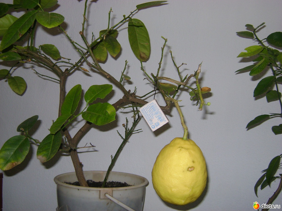 болезни лимона с фото