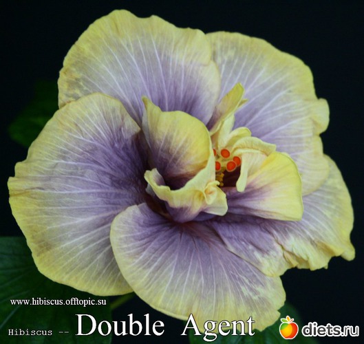 096 - Double Agent, : My Gibiskus Gallery - 2O13