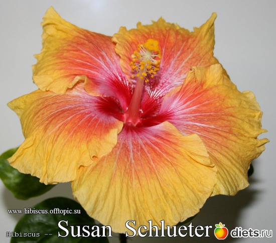 098 - Susan Schlueter, : My Gibiskus Gallery - 2O13