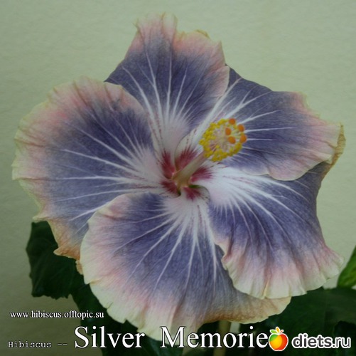 099 - Silver Memories, : My Gibiskus Gallery - 2O13