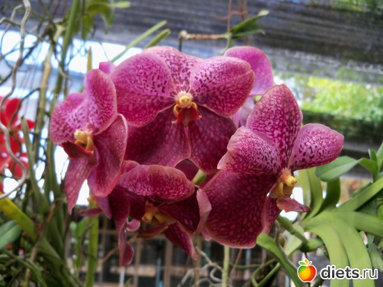 41 : Phuket orchid Farm