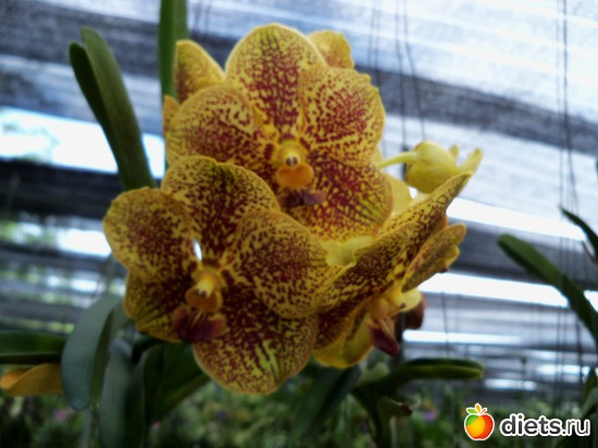 43 : Phuket orchid Farm