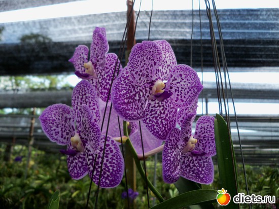 44 : Phuket orchid Farm