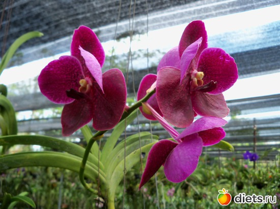 46 : Phuket orchid Farm