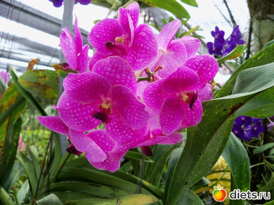 47 : Phuket orchid Farm