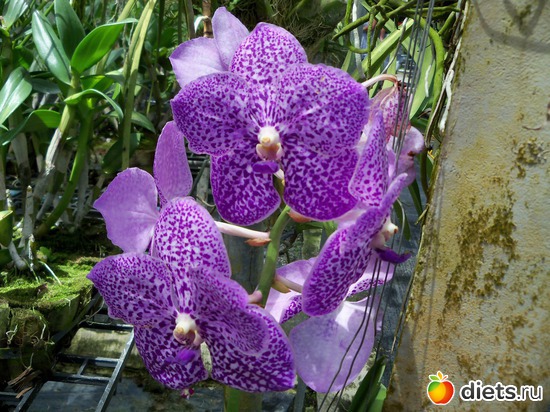 48 : Phuket orchid Farm