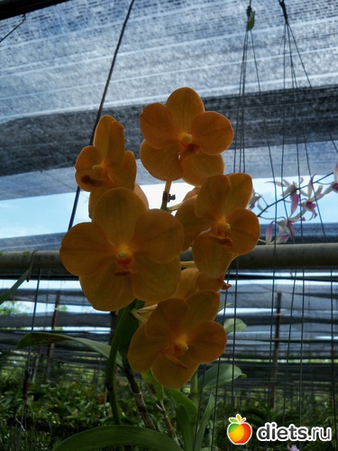 50 : Phuket orchid Farm