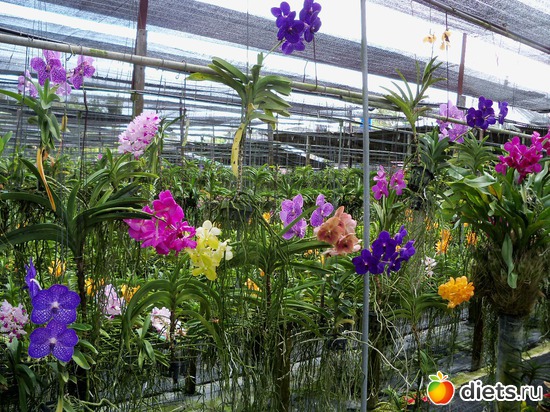 51 : Phuket orchid Farm