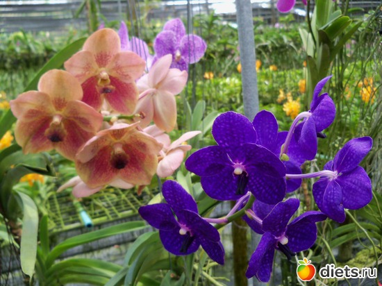 52 : Phuket orchid Farm