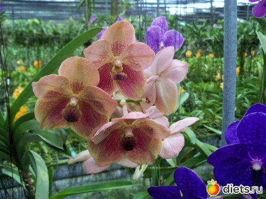 53 : Phuket orchid Farm