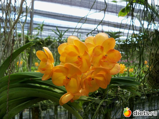 54 : Phuket orchid Farm