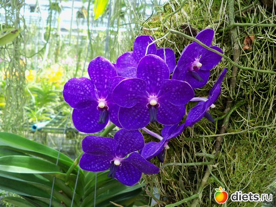 56 : Phuket orchid Farm