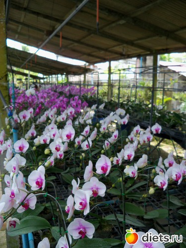 57 : Phuket orchid Farm