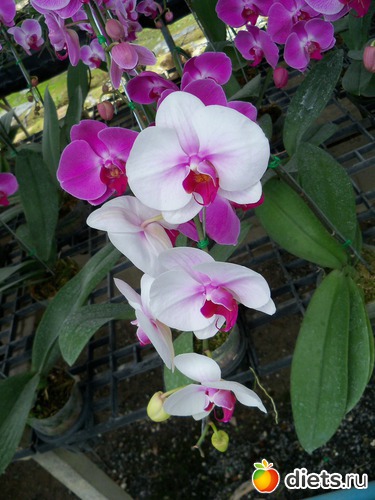 58 : Phuket orchid Farm