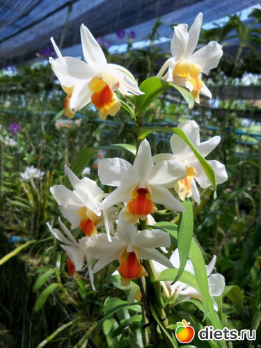 59 : Phuket orchid Farm