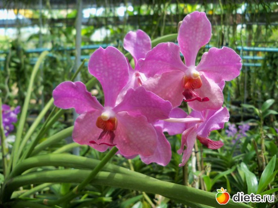 60 : Phuket orchid Farm