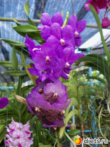 63 : Phuket orchid Farm