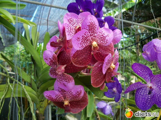 64 : Phuket orchid Farm