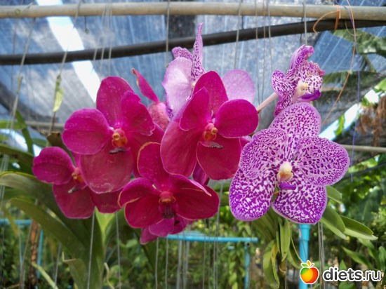 65 : Phuket orchid Farm