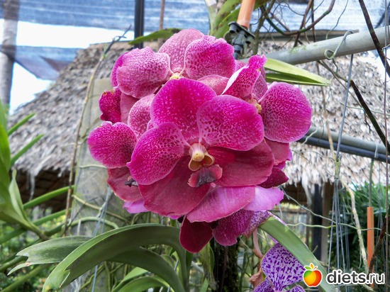 67 : Phuket orchid Farm