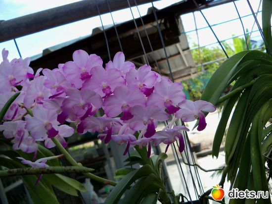 69 : Phuket orchid Farm