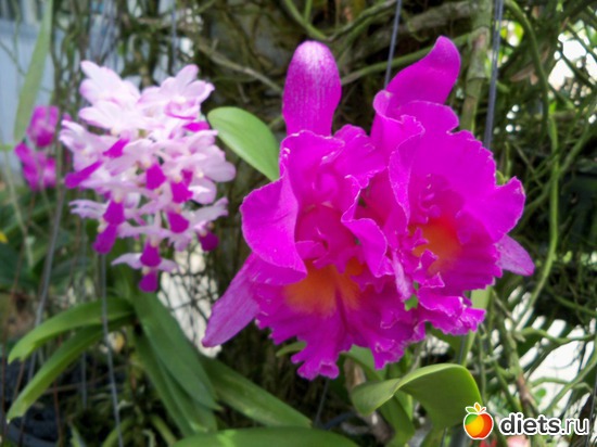 70 : Phuket orchid Farm