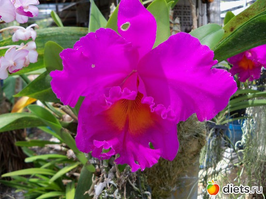 74 : Phuket orchid Farm